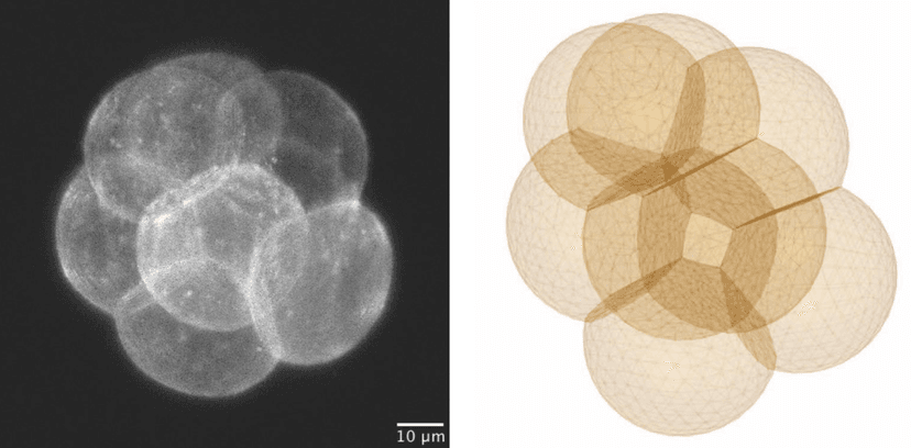 embryo
